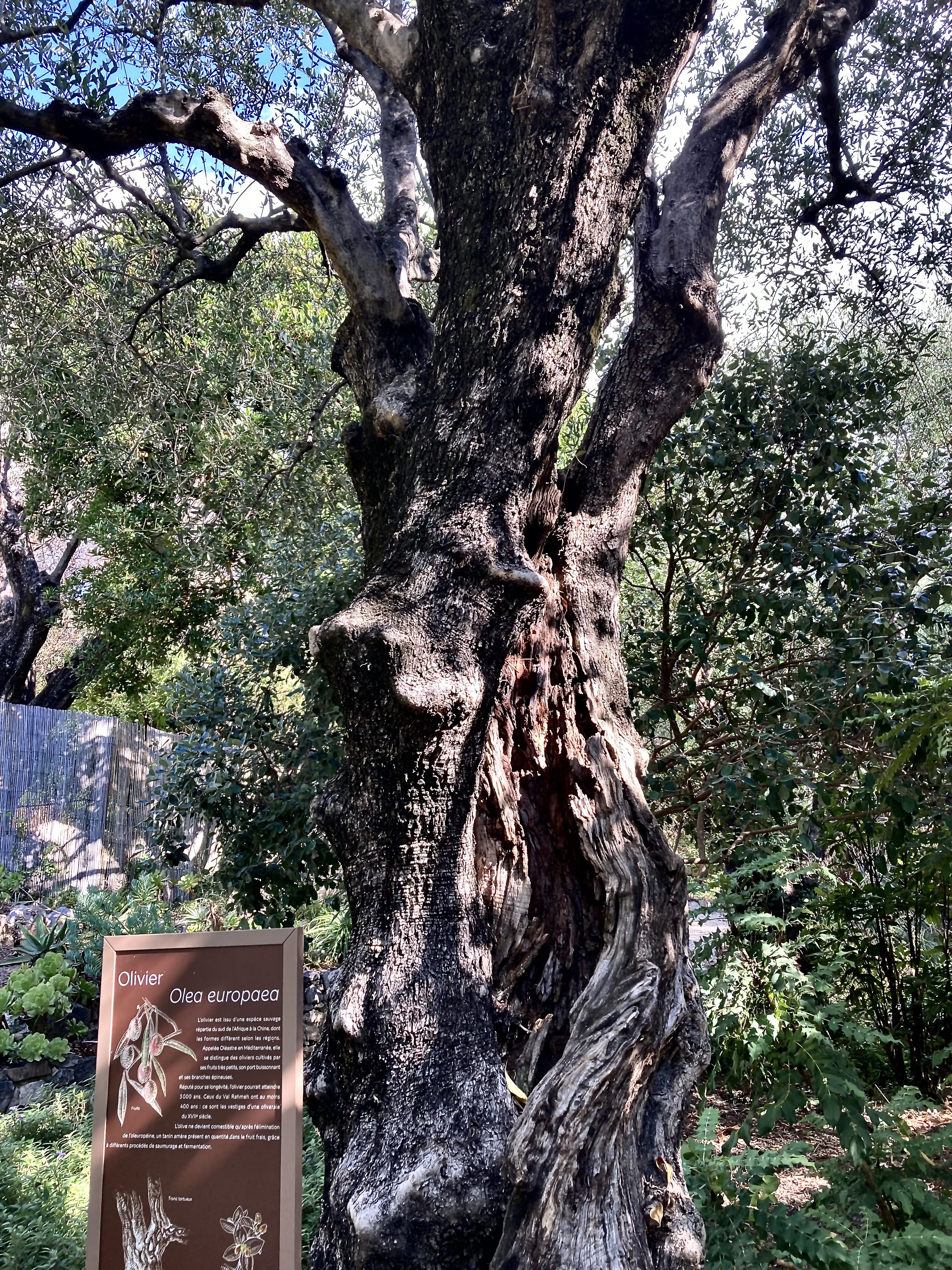 An ancient olive tree